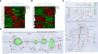 mRNA-miRNA networks identify metabolic pathways associated to the anti-tumorigenic effect of thyroid hormone on preneoplastic nodules and hepatocellular carcinoma